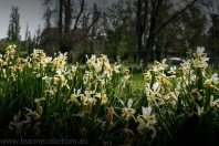 abbotsford-convent-gardens-flowers-macro068