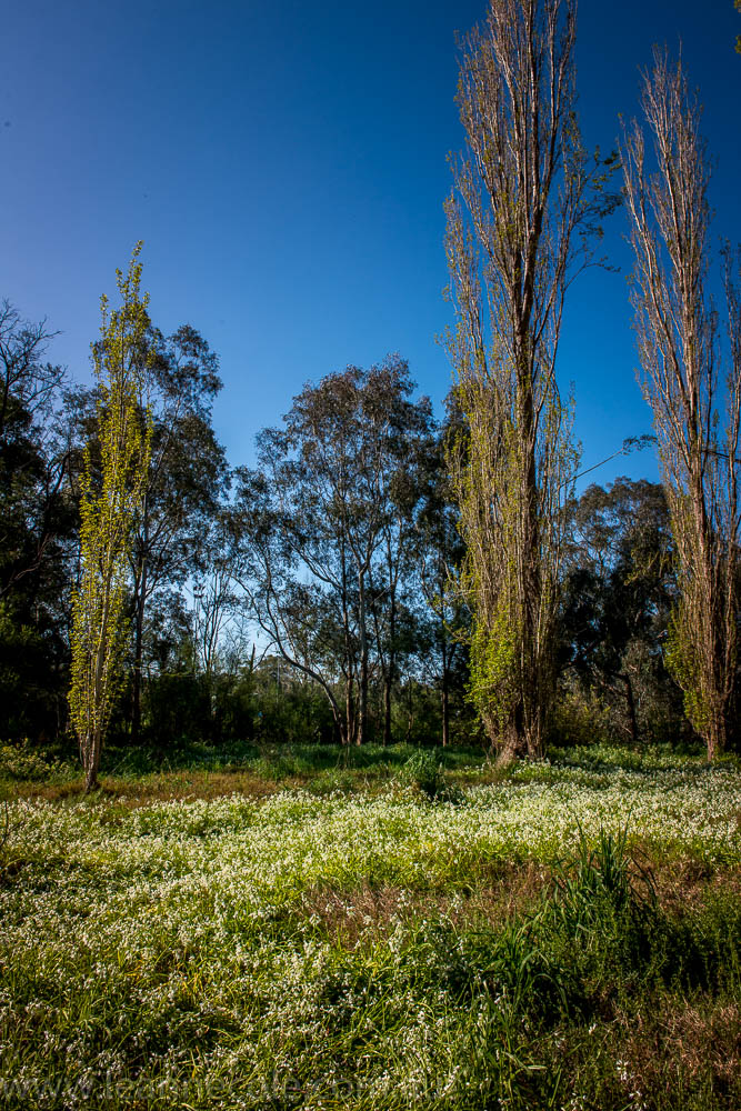 heide-banksia-park-landscape-flowers-118