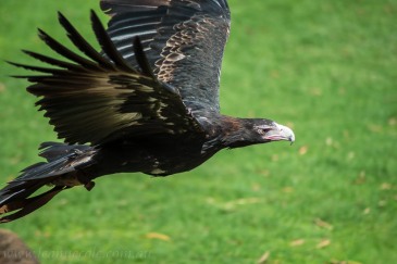 healesville-sanctuary-wedgetailed-eagle-1032
